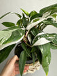 Philodendron White Princess