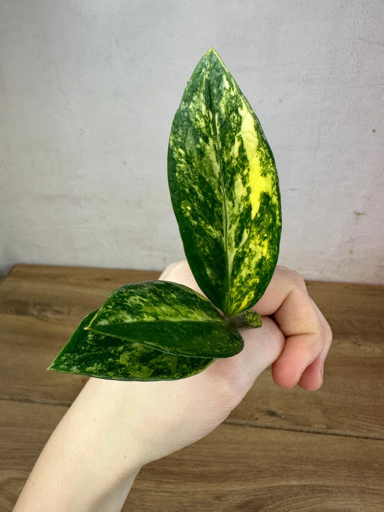 Zamioculcas Zamiifolia Variegata