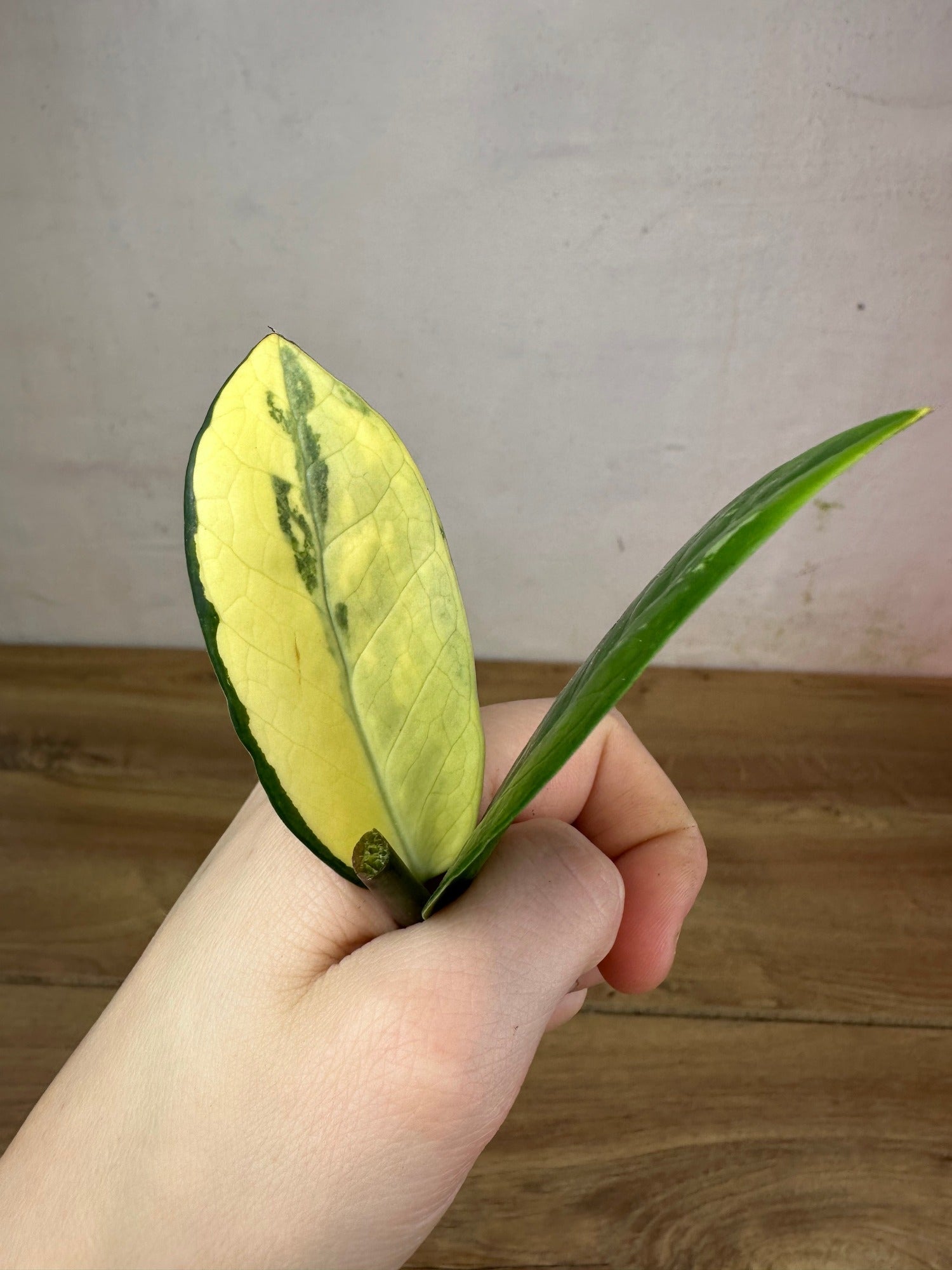 Zamioculcas Zamiifolia Variegata