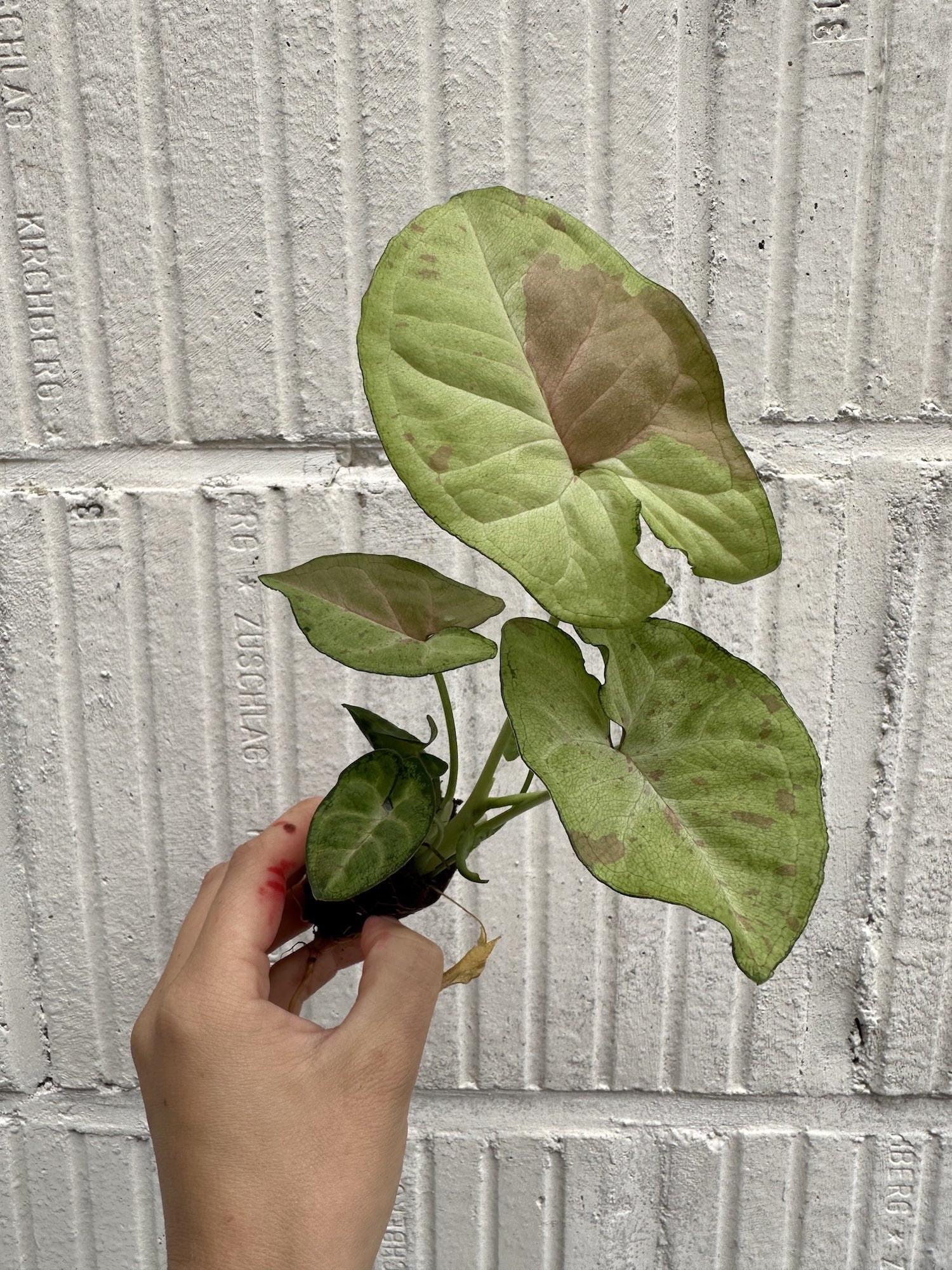 Syngonium Milk Confetti