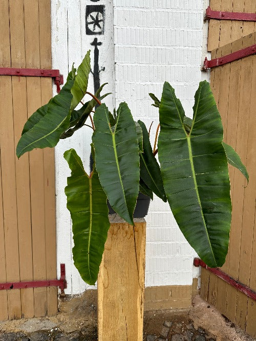 Philodendron Billietiae XXL Harmony Plants