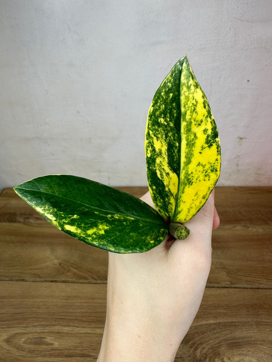 Zamioculcas Zamiifolia Variegata