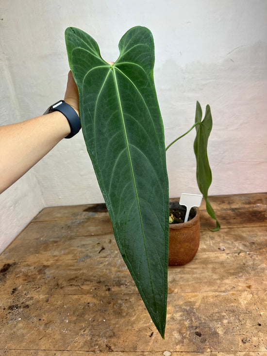 Anthurium Warocqueanum Esmeralda