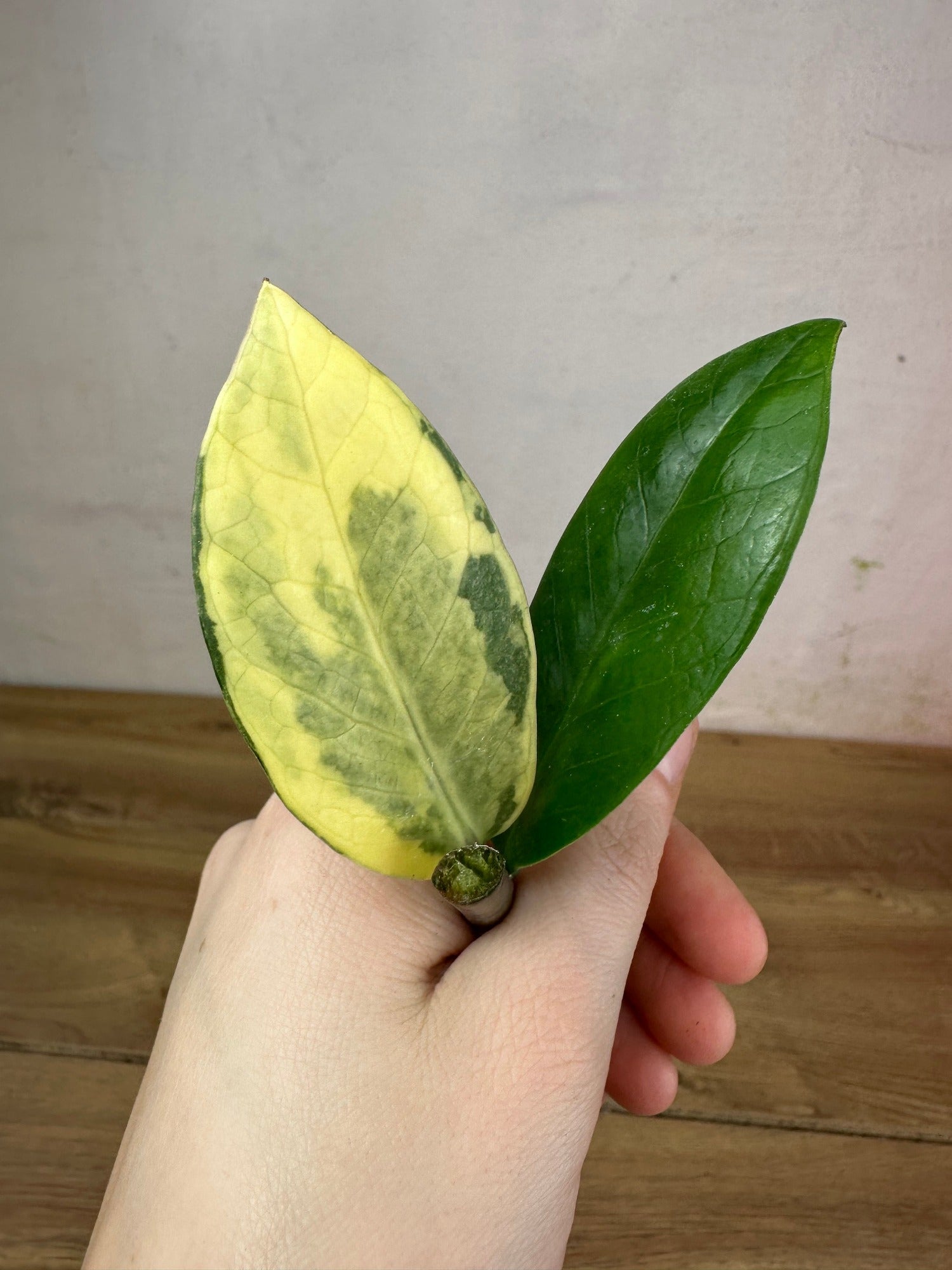 Zamioculcas Zamiifolia Variegata