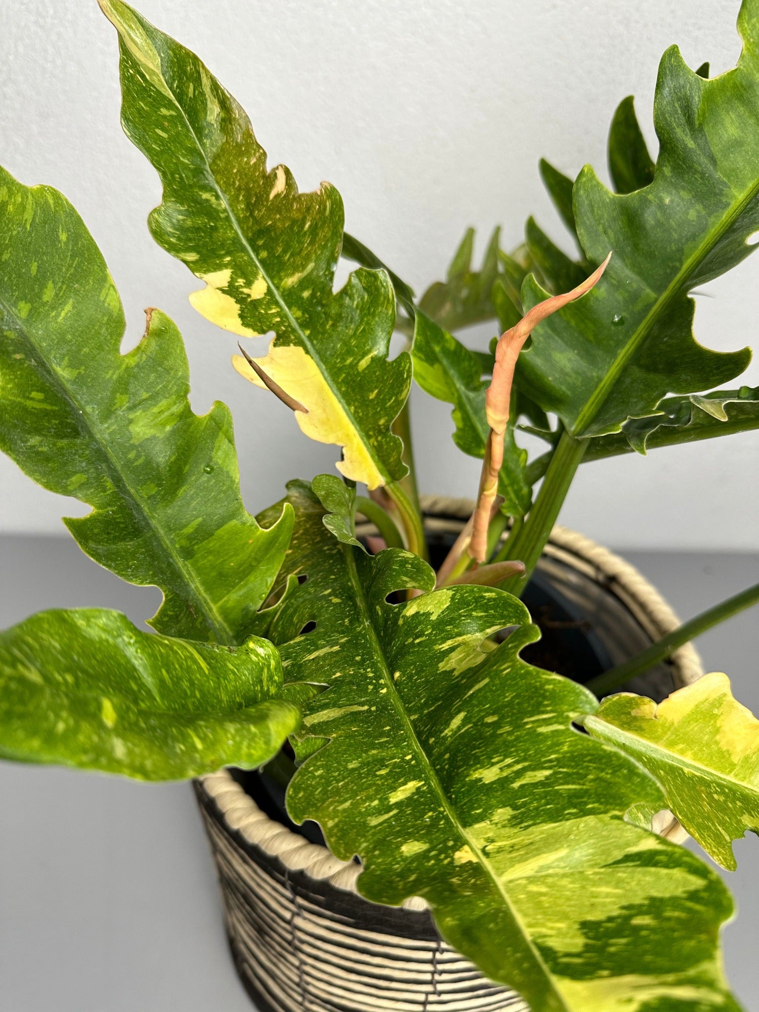 Philodendron Ring of Fire Variegata
