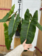 Philodendron Billietiae XXL Harmony Plants