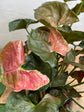 Syngonium Strawberry Ice