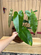Philodendron Sharoniae XXL (2 Plants in one Pot )