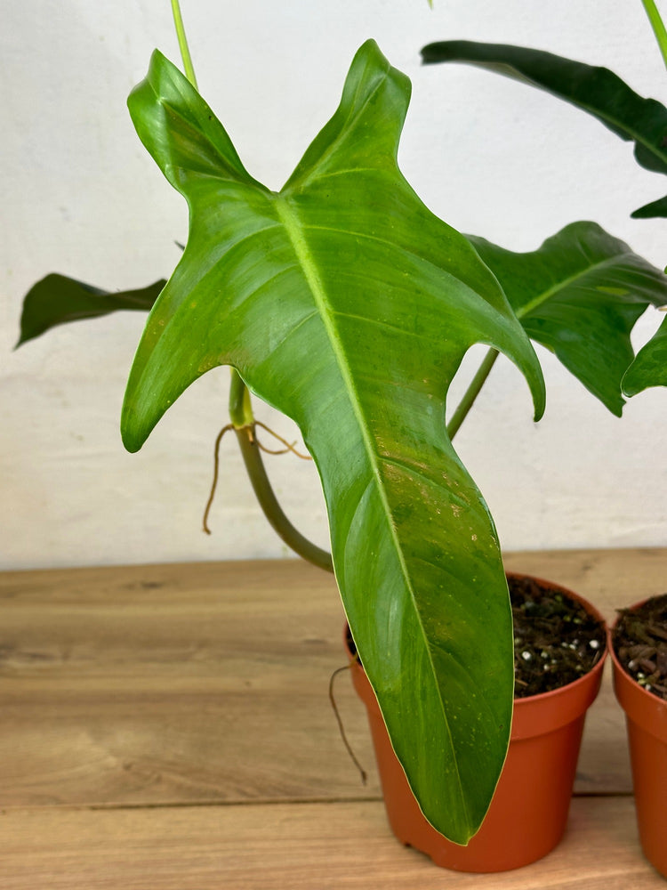 Philodendron Jerry Horne