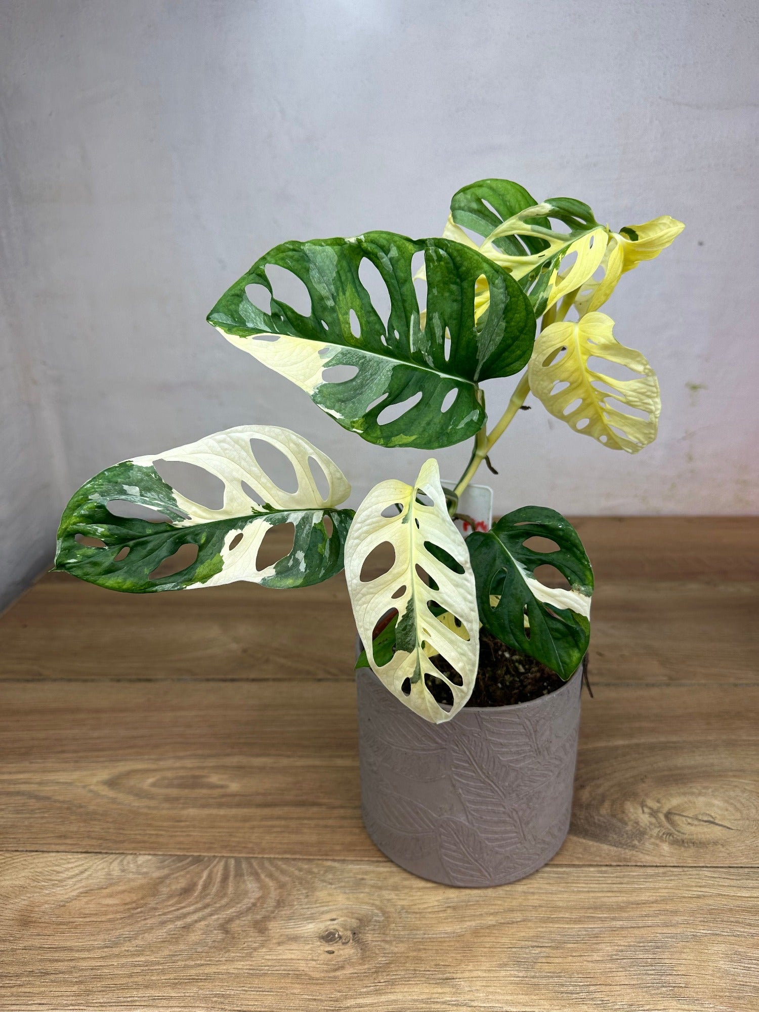 Monstera Adansonii Variegata