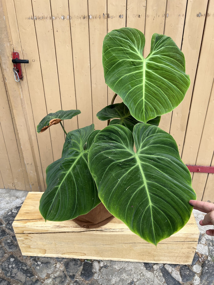 Philodendron El Choco Red XXL