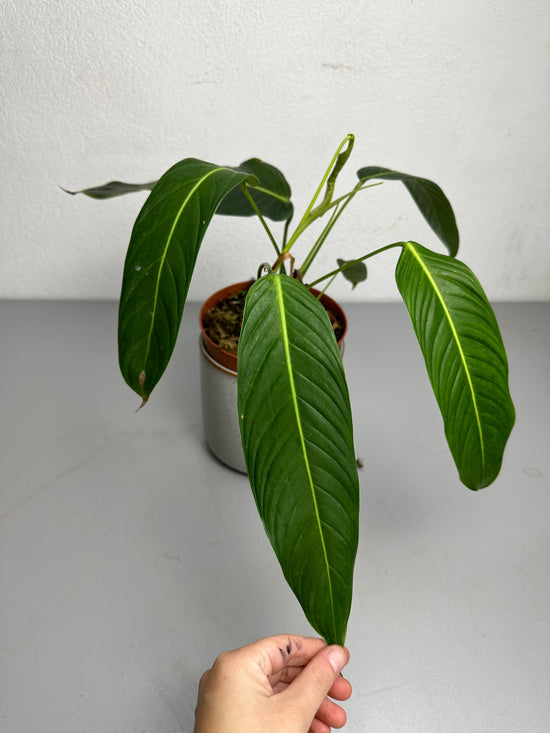 Philodendron Heterocraspedon