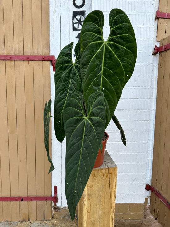 Anthurium Metallicum XXL