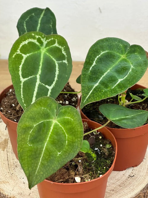 Anthurium Forgetii M