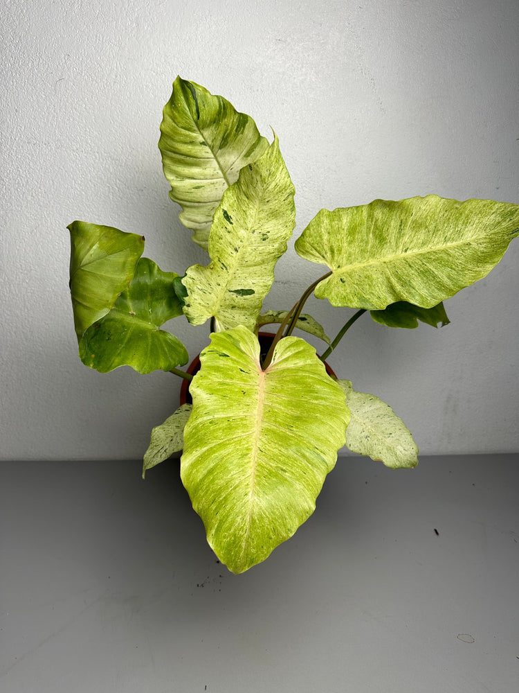 Philodendron Snowdrift Variegata XXL