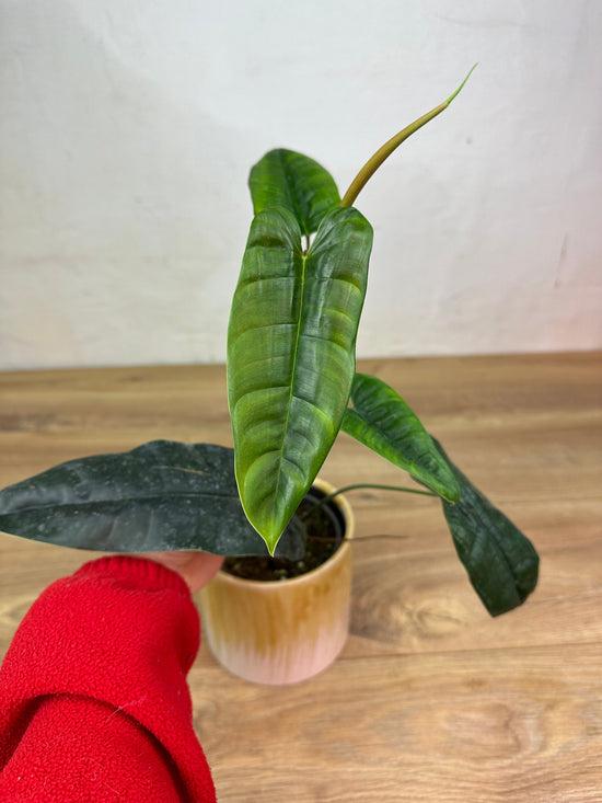 Philodendron Felix M