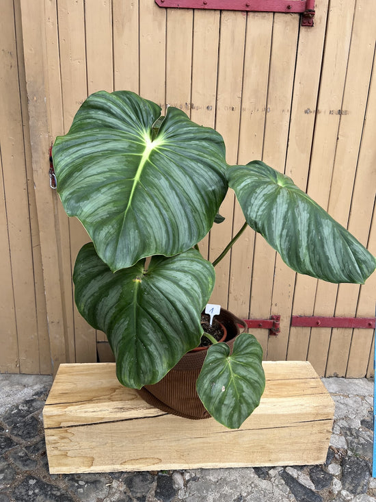 Philodendron Plowmanii Citrus XXL