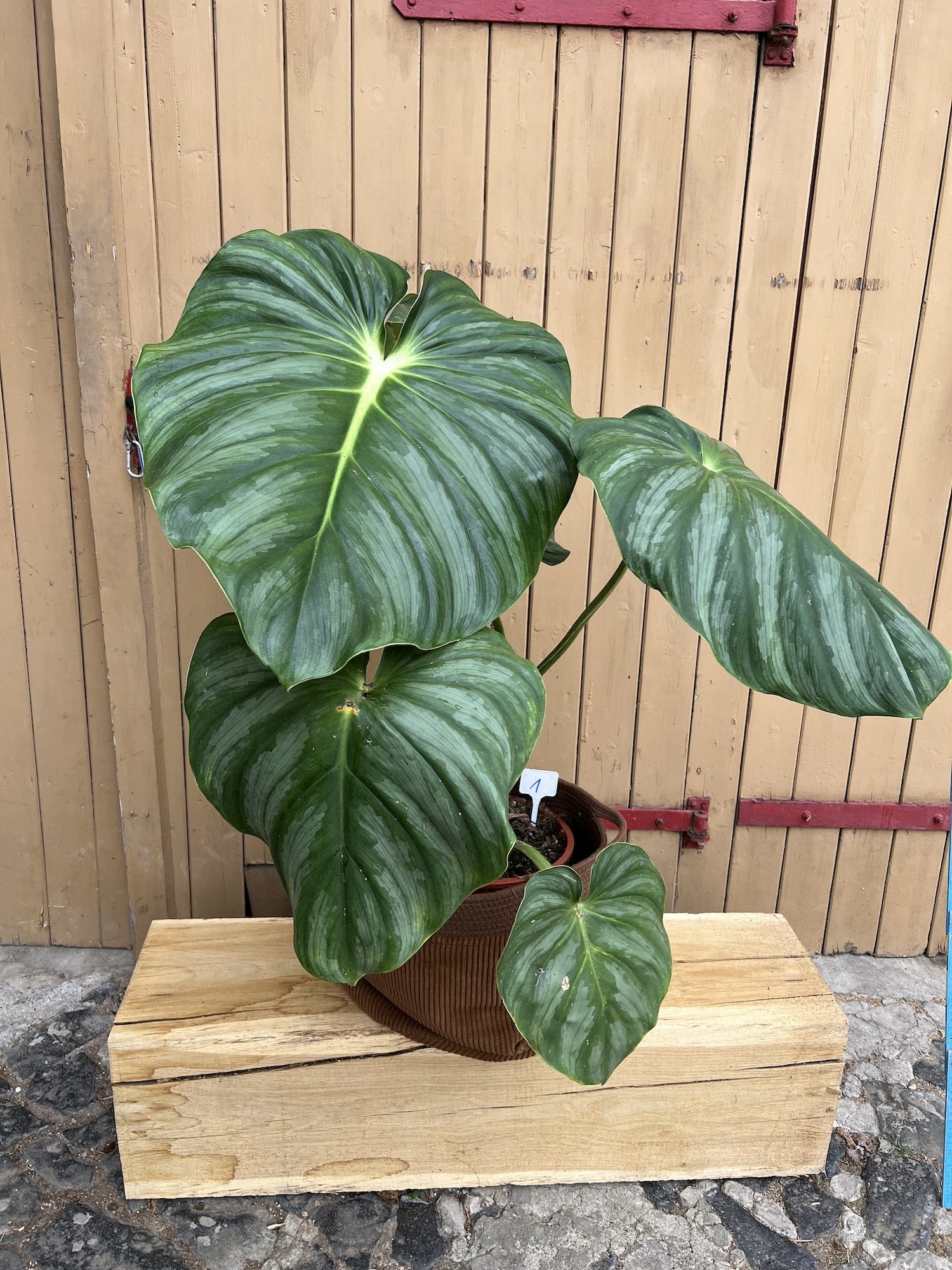 Philodendron Plowmanii Citrus XXL