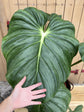 Philodendron Plowmanii Citrus XXL