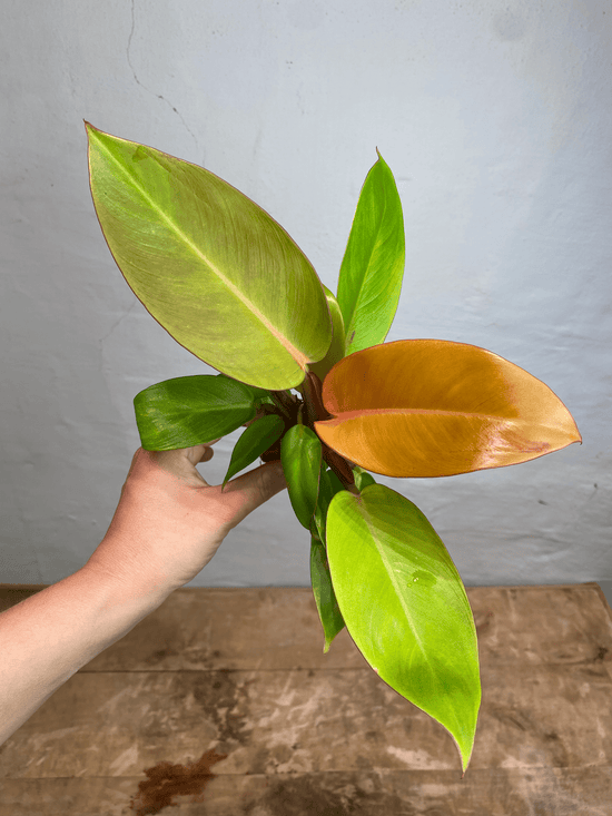 Philodendron Prince of Orange Baby