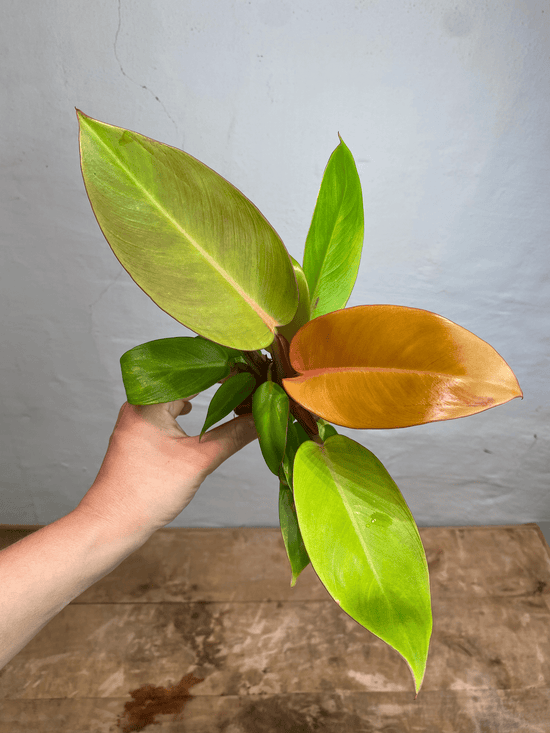 Philodendron Prince of Orange