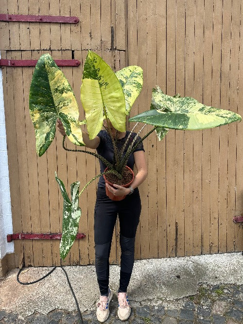 Alocasia Zebrina Variegata XXL Harmony Plants