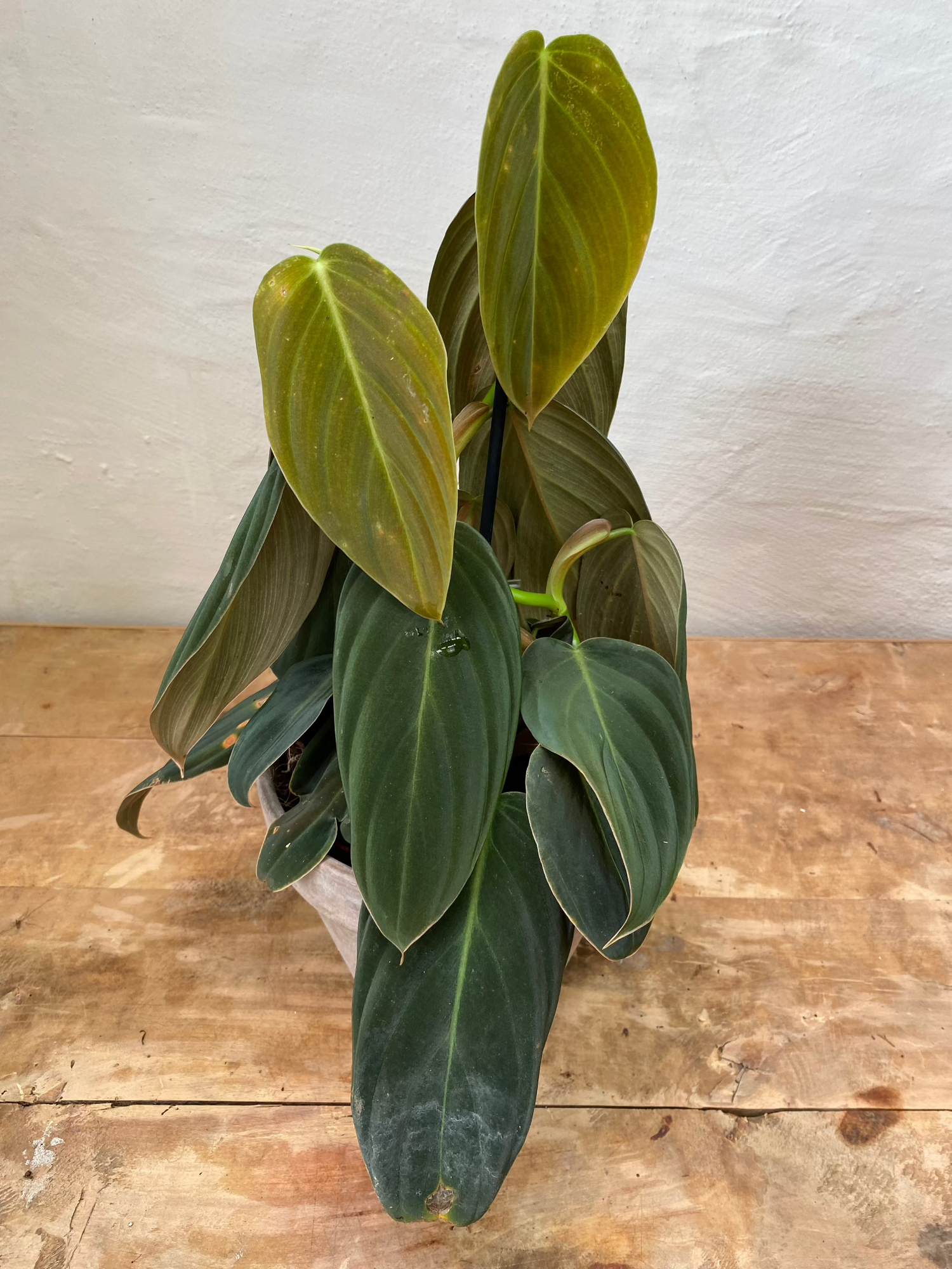 Philodendron Gigas