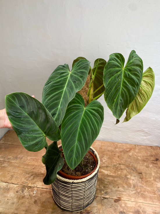 Philodendron Splendid
