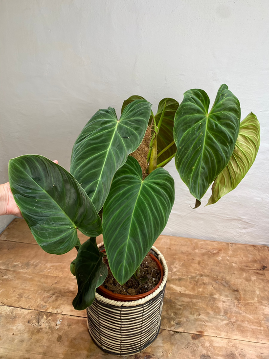 Philodendron Splendid (3 plants in 1 pot)