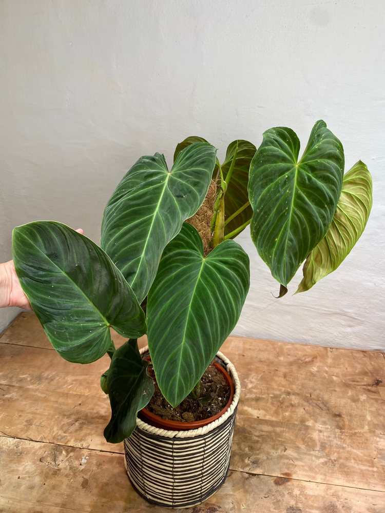 Philodendron Splendid