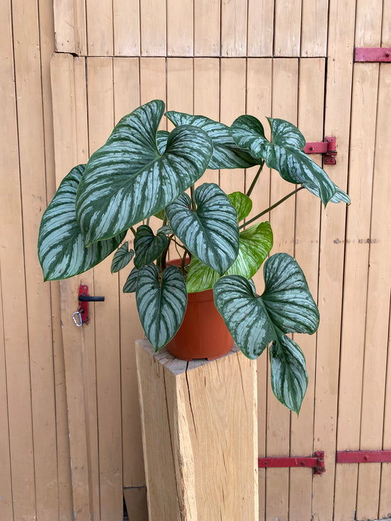 Philodendron Mamei Silver Cloud XXL