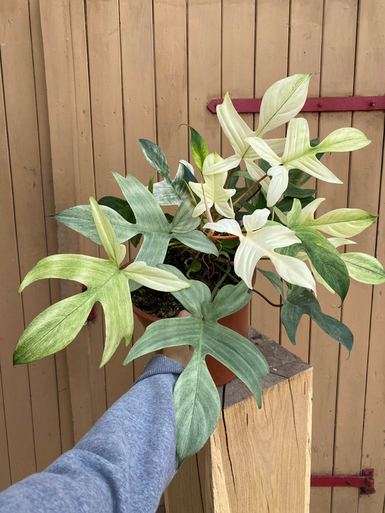 Philodendron Florida Ghost XXL