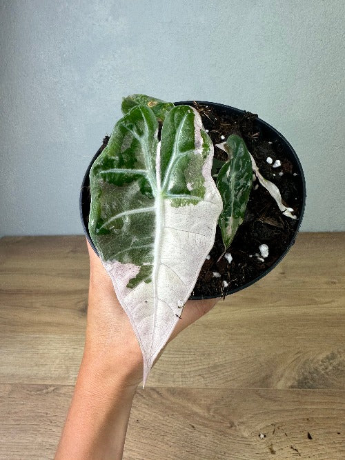 Alocasia Amazonica Variegata