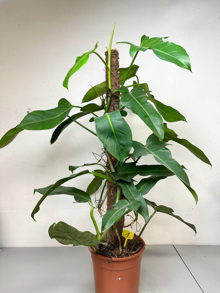 Philodendron Jerry Horn XXL