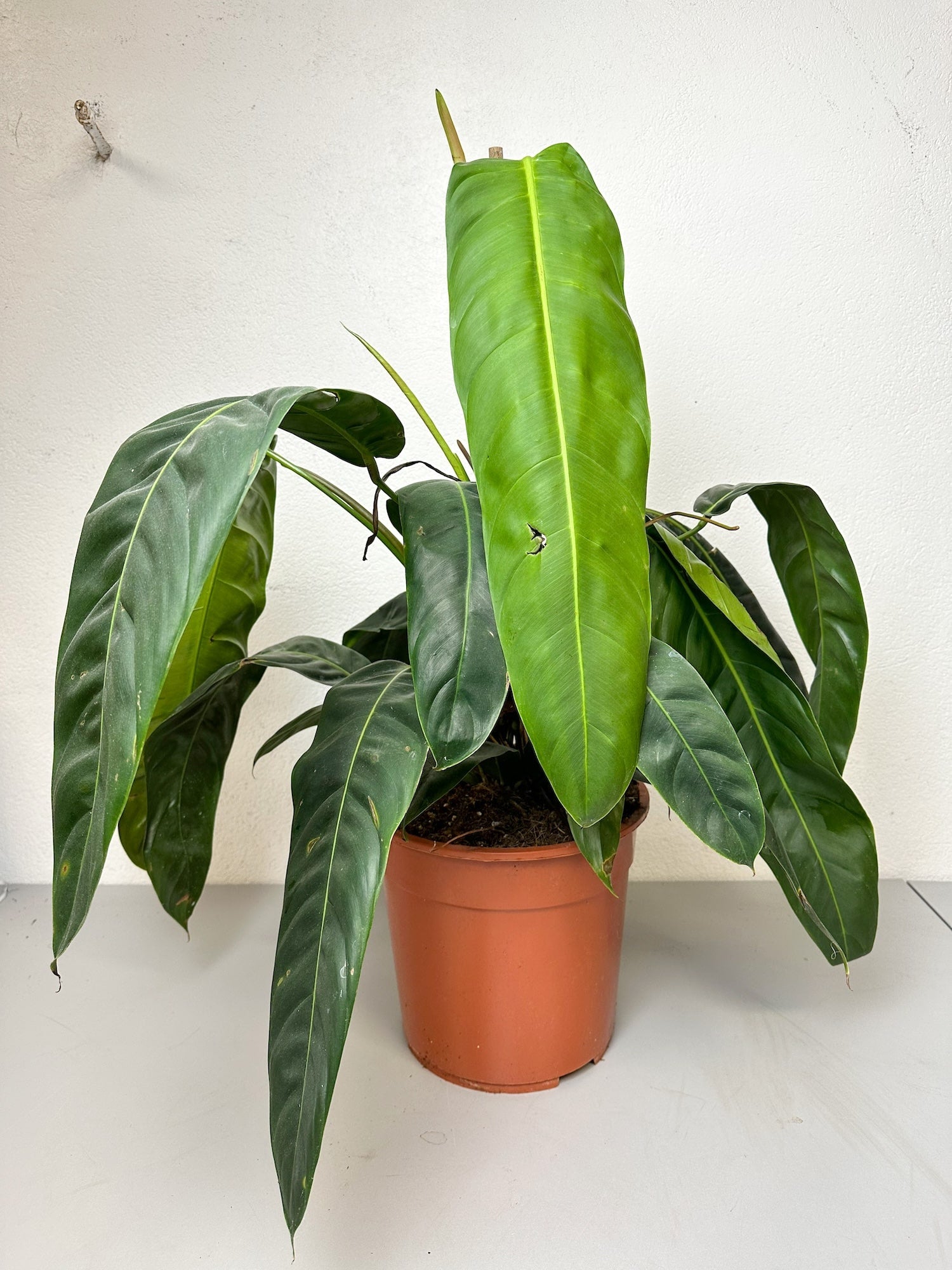 Philodendron Patriciae