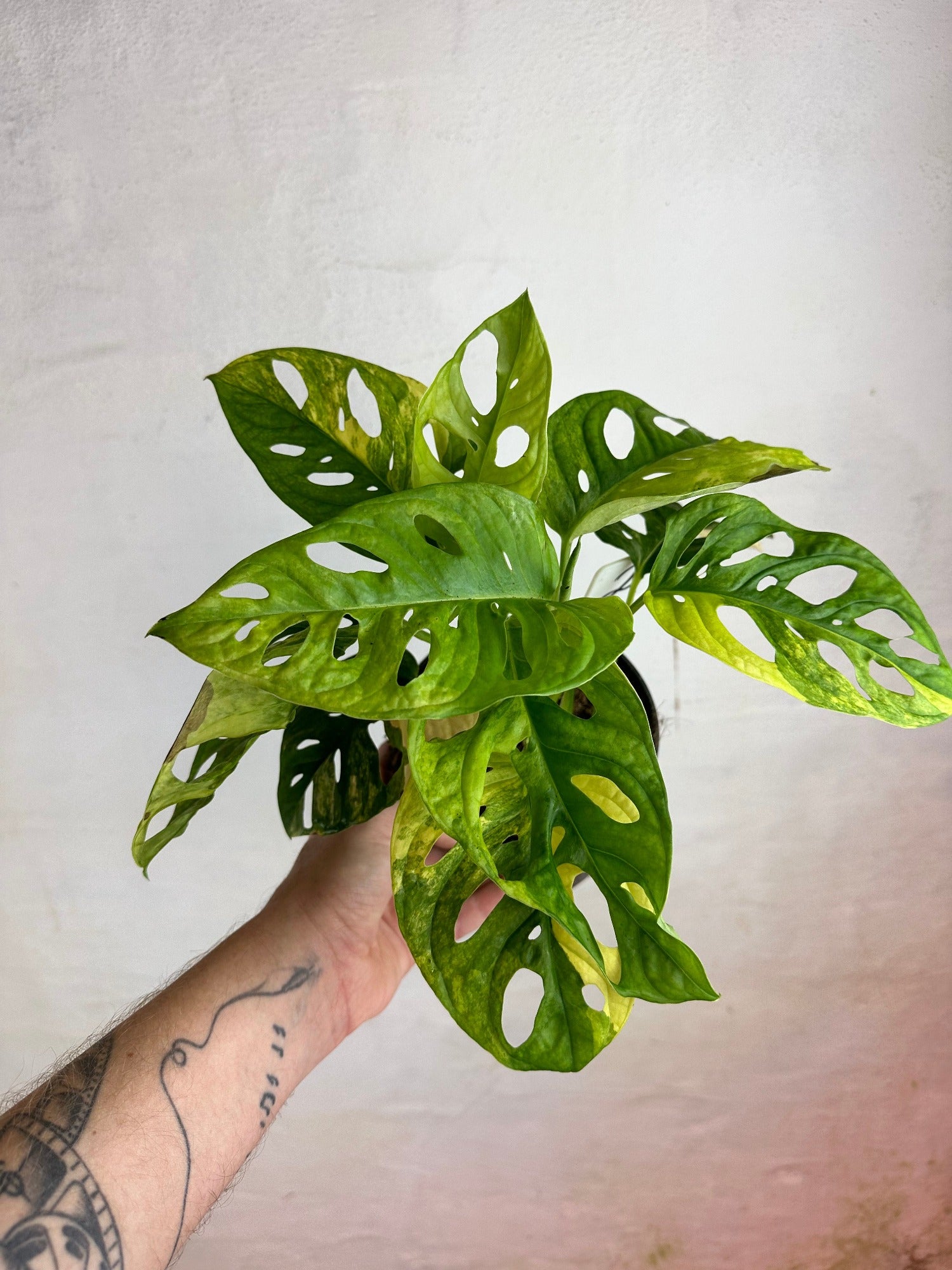 Monstera adansonii aurea variegata