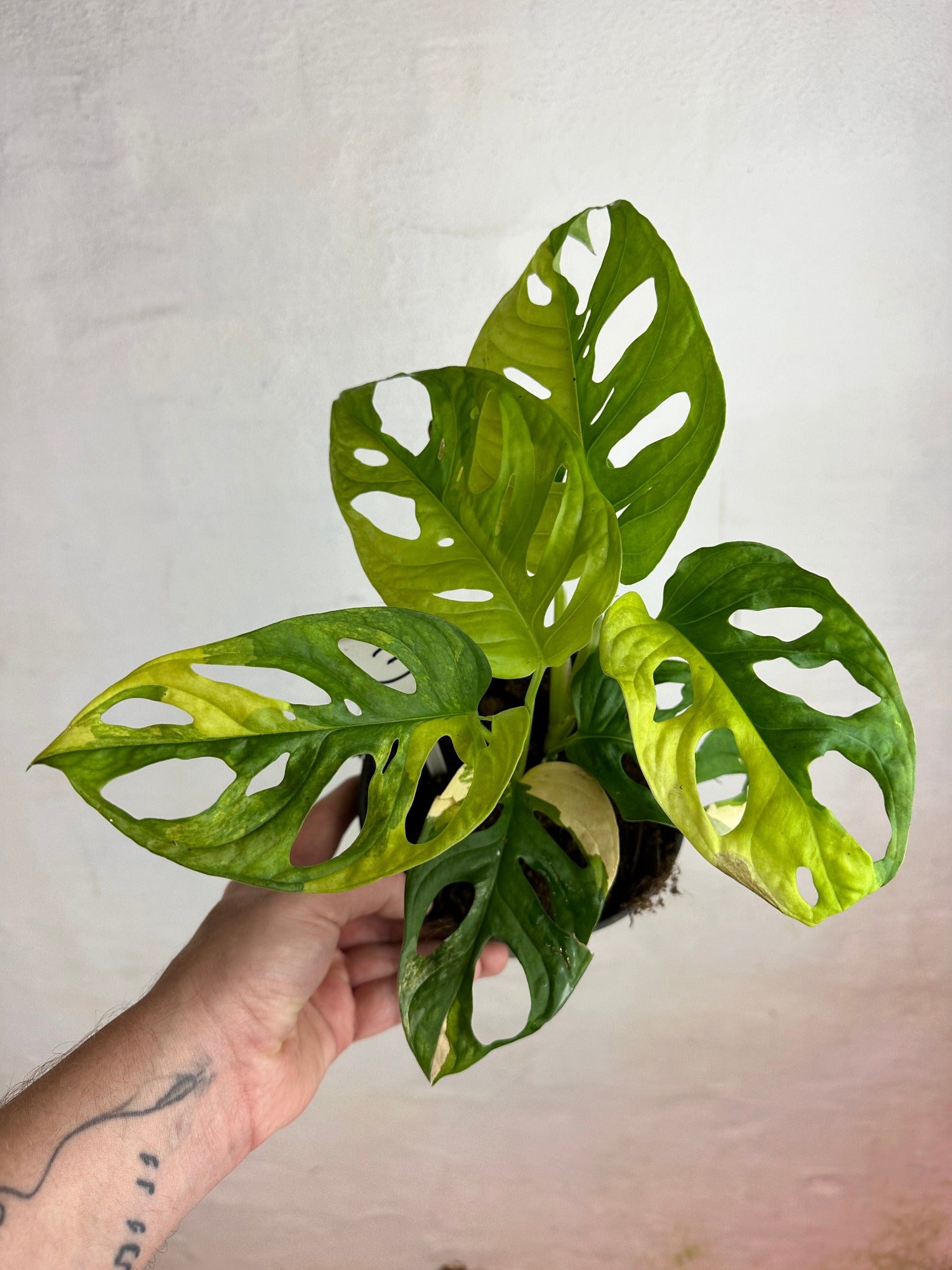 Monstera adansonii aurea variegata