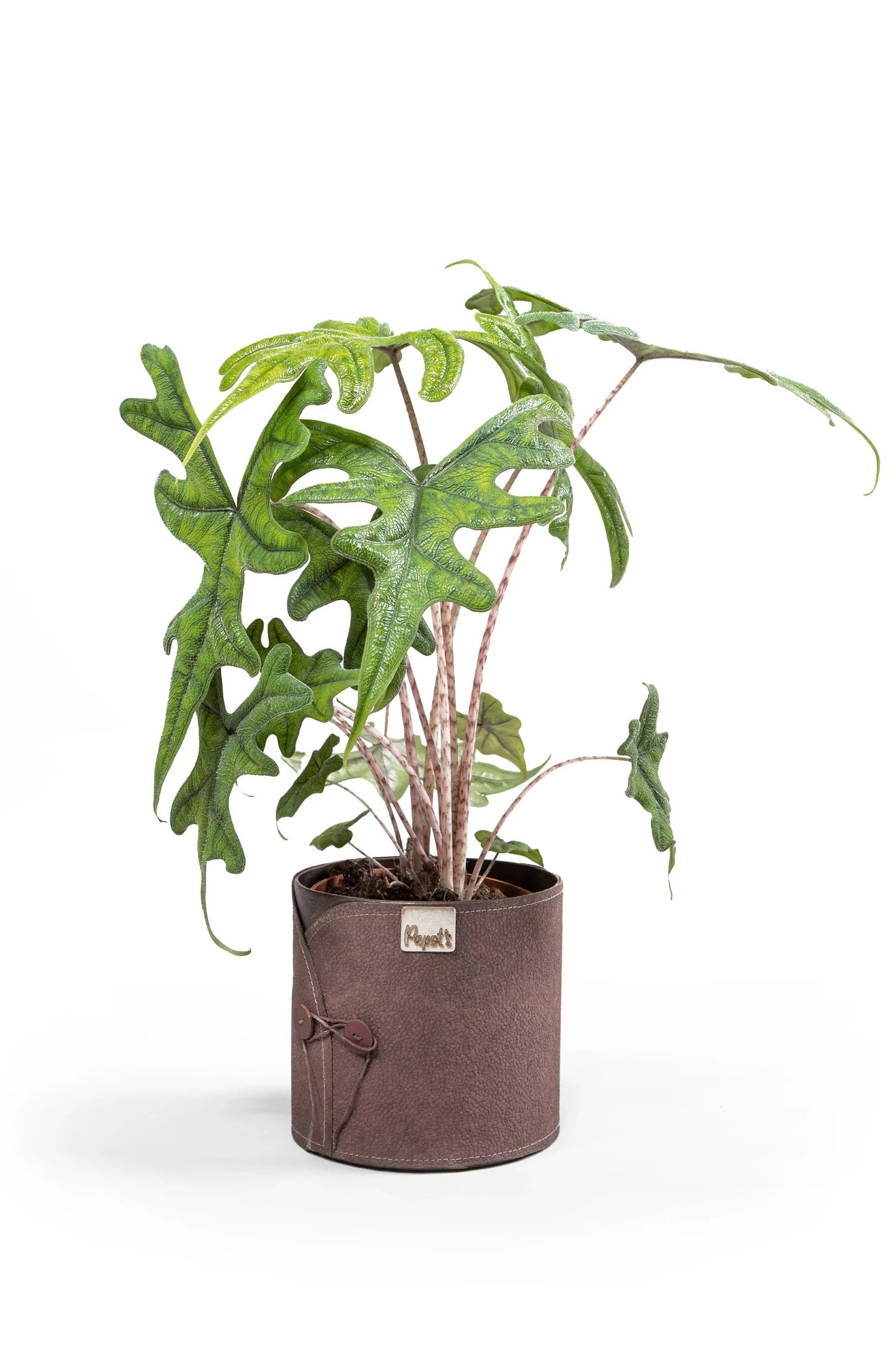 philodendron jacklyn Alocasia Jacklyn