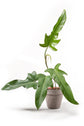 Philodendron Jerry Horne