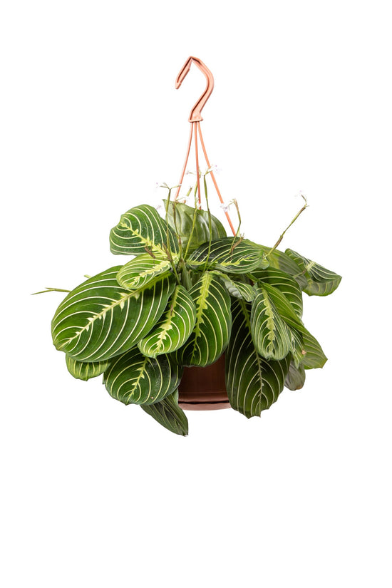 Maranta Lemon Lime