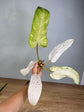 Philodendron Whipple Way Cutting