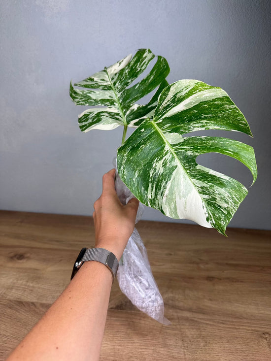 Monstera Deliciosa Variegata Cutting Grade A