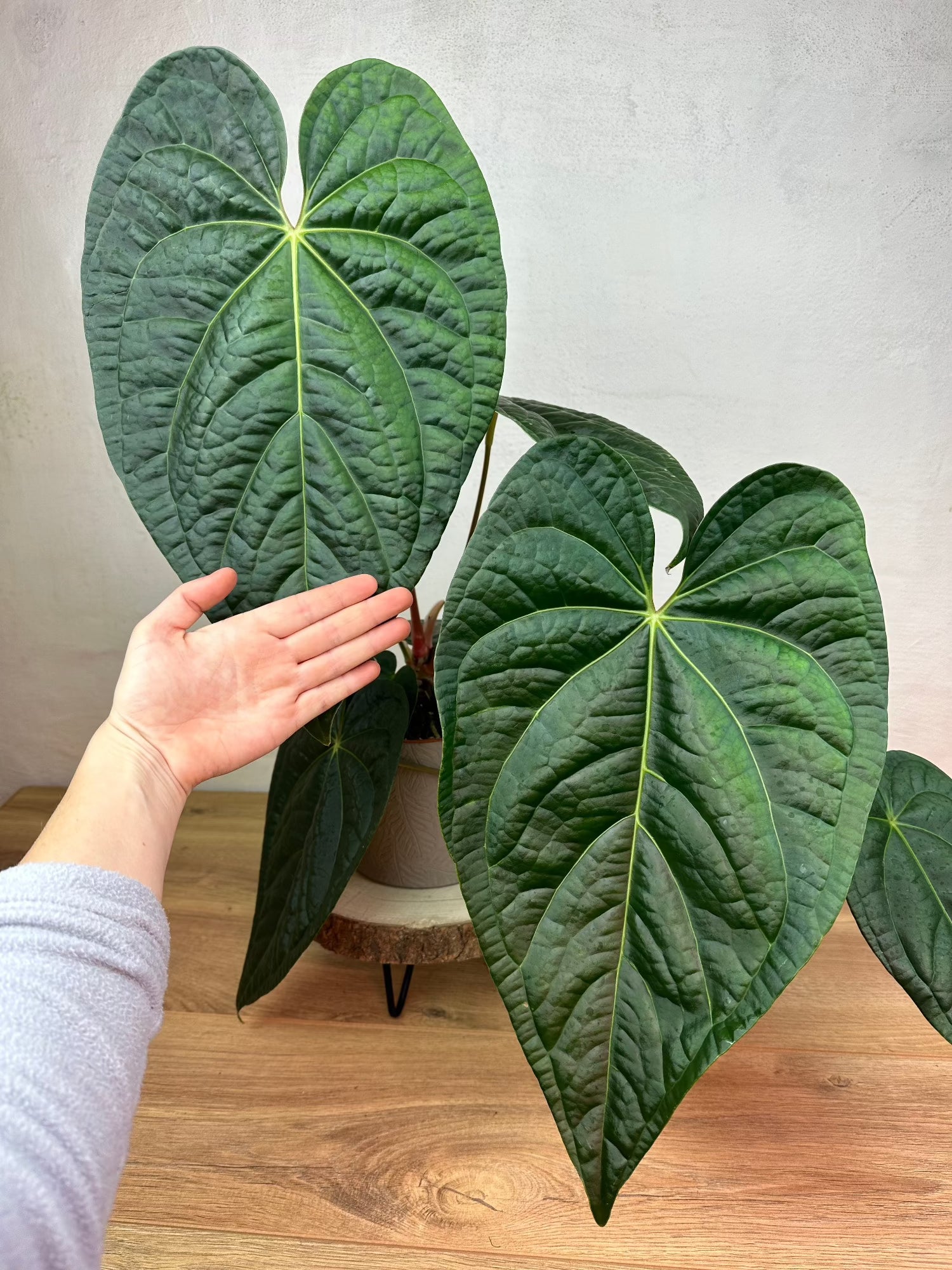 l anthurium Anthurium Shelves x Luxurians L