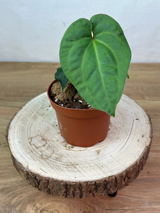Anthurium Besseae Hybrid