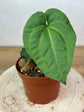 Anthurium Besseae Hybrid ( New Hybrid Collection )