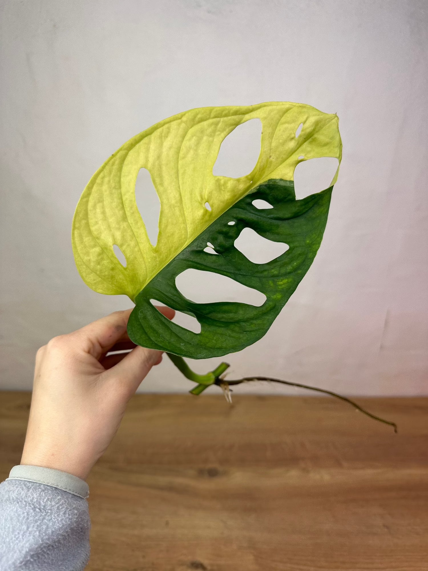 Monstera adansonii aurea variegata Cutting