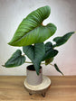 Philodendron Serpens Hybrid