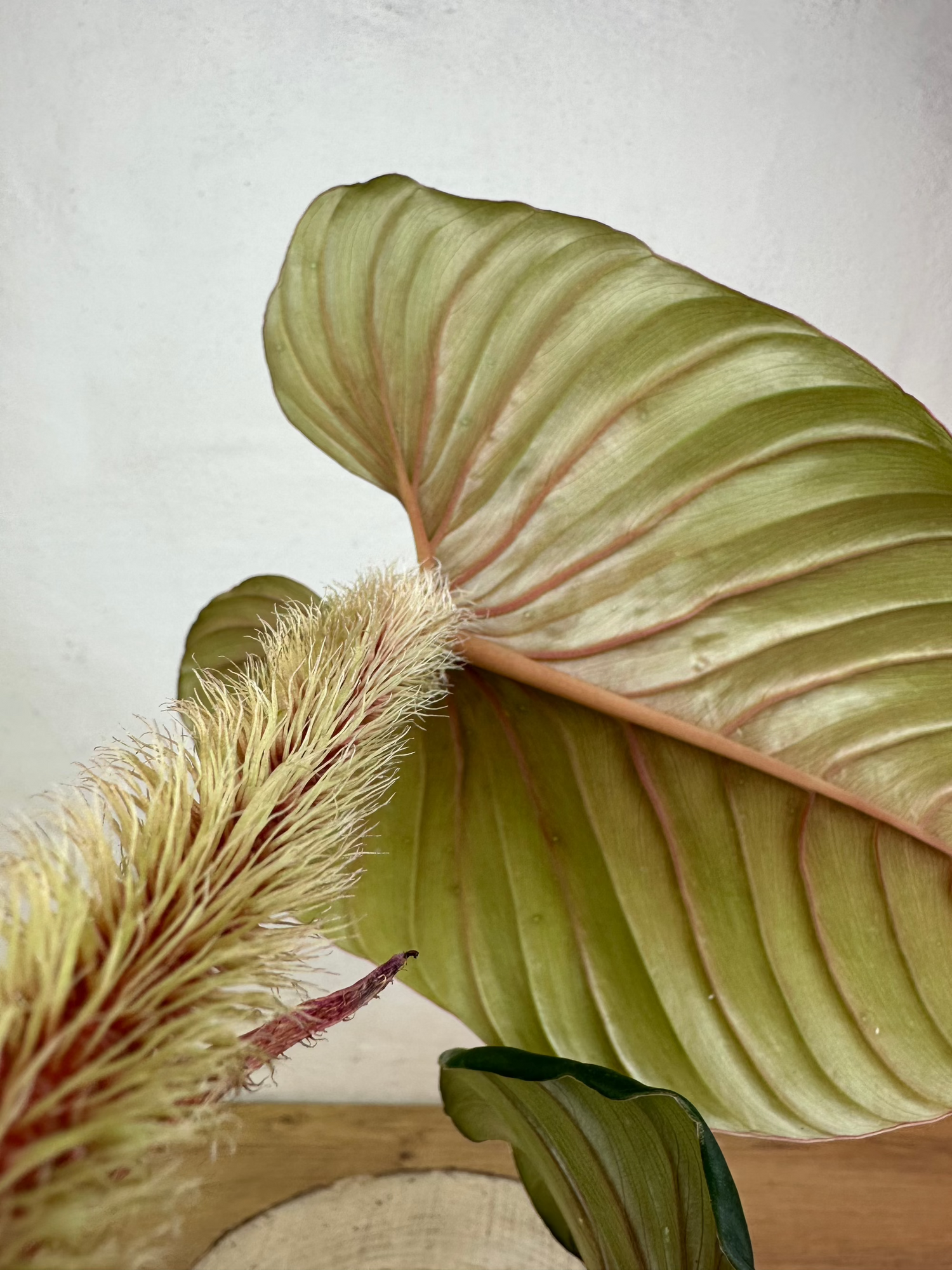 philodendron serpens price Philodendron Serpens Hybrid