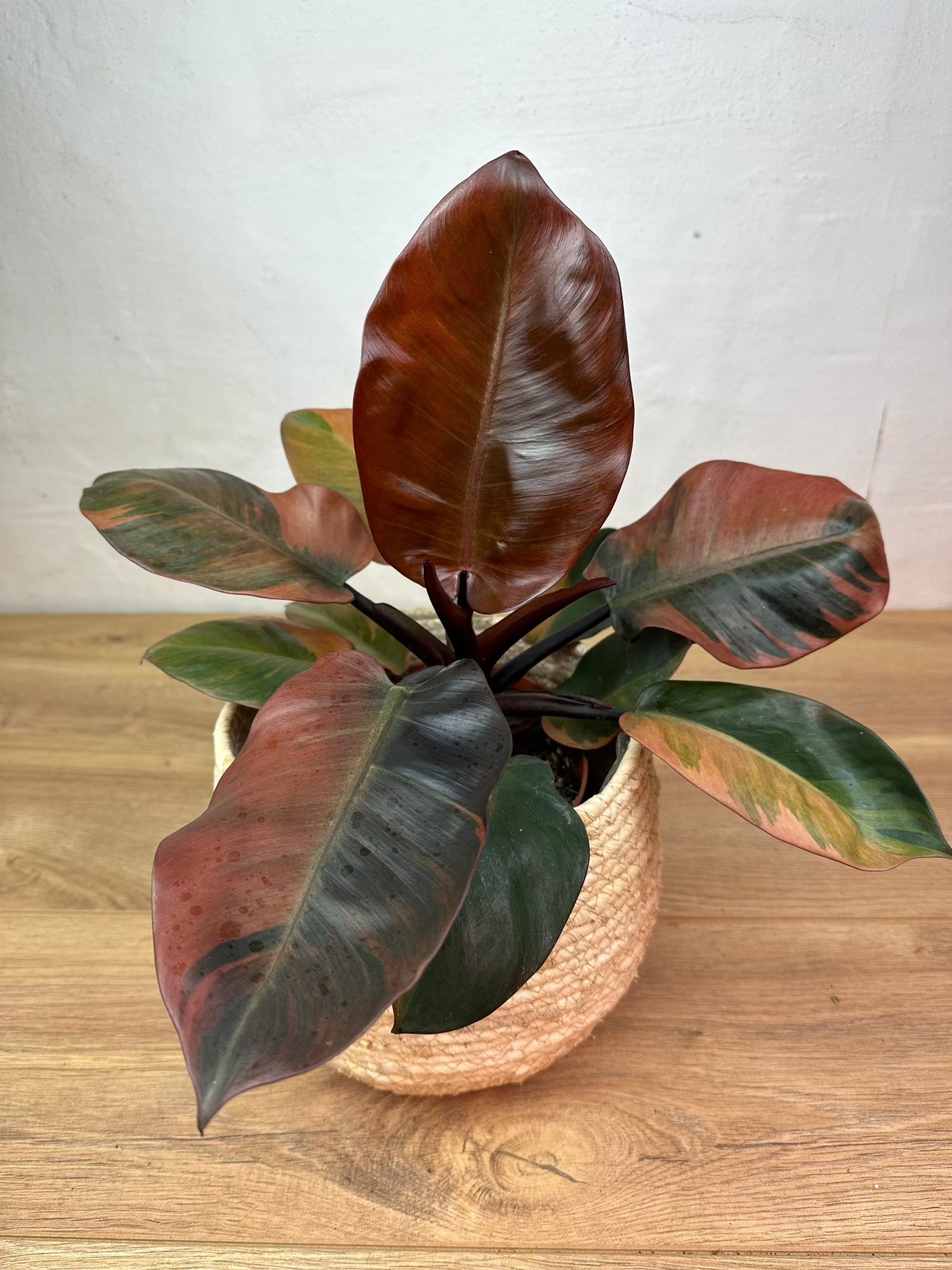 Philodendron Black Cardinal Variegata L