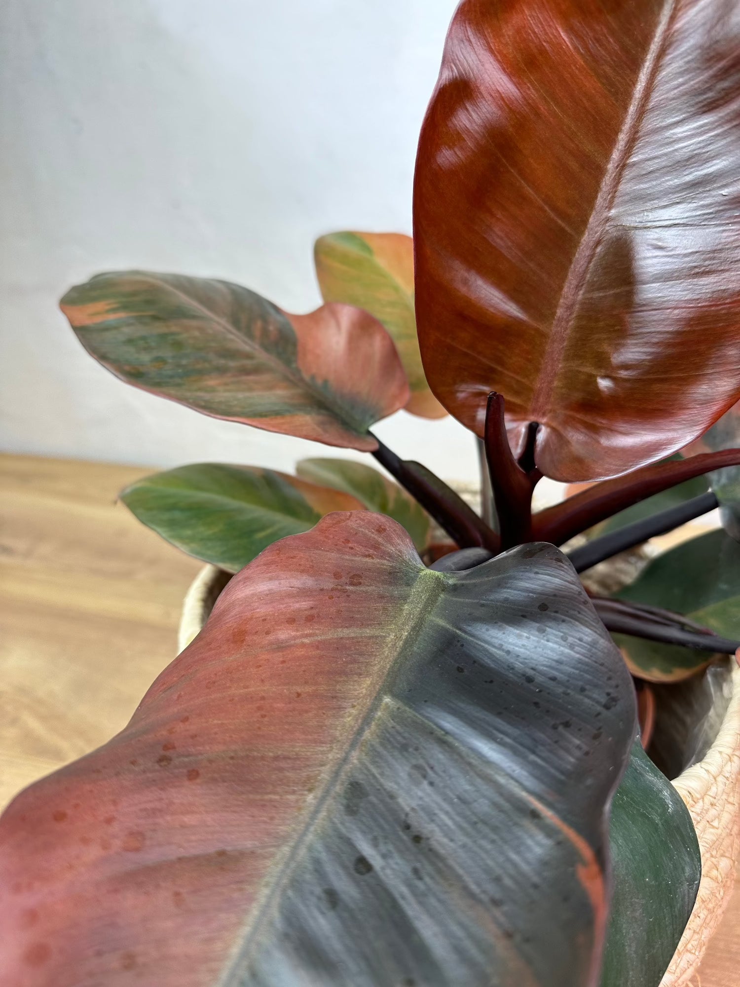 black cardinal variegated philodendron prince of orange Philodendron Black Cardinal Variegata L